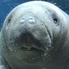happymanatee
